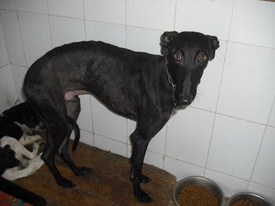 ¡URGENTISIMO! Perrera Jerez ¡¡20 GALGOS!! algunos con fecha de sacrificio, NECESITAN ADOPTANTES!!!!