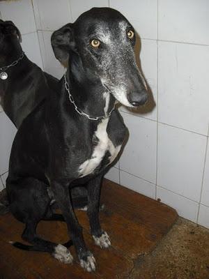 ¡URGENTISIMO! Perrera Jerez ¡¡20 GALGOS!! algunos con fecha de sacrificio, NECESITAN ADOPTANTES!!!!
