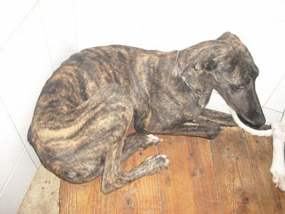 ¡URGENTISIMO! Perrera Jerez ¡¡20 GALGOS!! algunos con fecha de sacrificio, NECESITAN ADOPTANTES!!!!