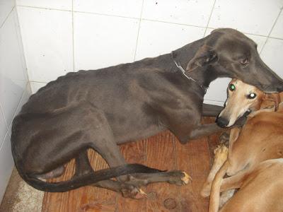 ¡URGENTISIMO! Perrera Jerez ¡¡20 GALGOS!! algunos con fecha de sacrificio, NECESITAN ADOPTANTES!!!!