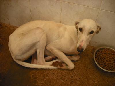 ¡URGENTISIMO! Perrera Jerez ¡¡20 GALGOS!! algunos con fecha de sacrificio, NECESITAN ADOPTANTES!!!!