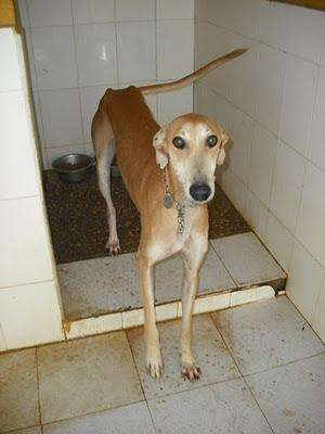 ¡URGENTISIMO! Perrera Jerez ¡¡20 GALGOS!! algunos con fecha de sacrificio, NECESITAN ADOPTANTES!!!!