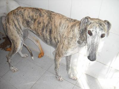 ¡URGENTISIMO! Perrera Jerez ¡¡20 GALGOS!! algunos con fecha de sacrificio, NECESITAN ADOPTANTES!!!!