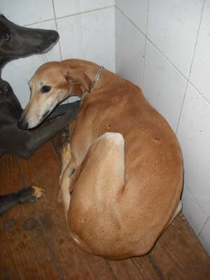 ¡URGENTISIMO! Perrera Jerez ¡¡20 GALGOS!! algunos con fecha de sacrificio, NECESITAN ADOPTANTES!!!!