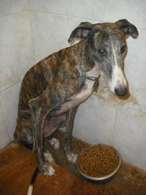 ¡URGENTISIMO! Perrera Jerez ¡¡20 GALGOS!! algunos con fecha de sacrificio, NECESITAN ADOPTANTES!!!!