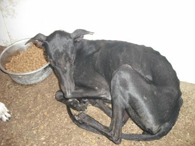 ¡URGENTISIMO! Perrera Jerez ¡¡20 GALGOS!! algunos con fecha de sacrificio, NECESITAN ADOPTANTES!!!!