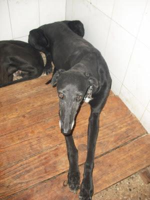 ¡URGENTISIMO! Perrera Jerez ¡¡20 GALGOS!! algunos con fecha de sacrificio, NECESITAN ADOPTANTES!!!!