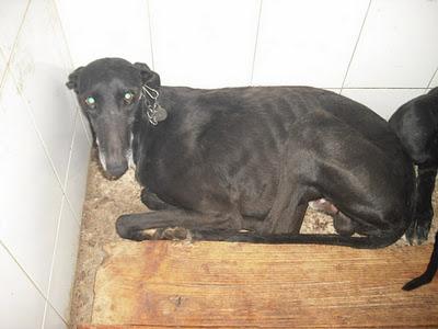 ¡URGENTISIMO! Perrera Jerez ¡¡20 GALGOS!! algunos con fecha de sacrificio, NECESITAN ADOPTANTES!!!!