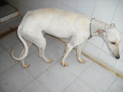 ¡URGENTISIMO! Perrera Jerez ¡¡20 GALGOS!! algunos con fecha de sacrificio, NECESITAN ADOPTANTES!!!!