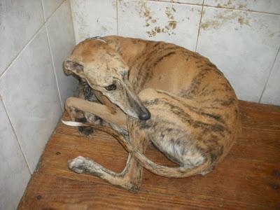 ¡URGENTISIMO! Perrera Jerez ¡¡20 GALGOS!! algunos con fecha de sacrificio, NECESITAN ADOPTANTES!!!!