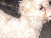 PITU, perrita mini mini, busca casita, cruce caniche blanca necesitamos ayuda (Murcia)