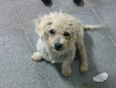 PITU, perrita mini mini, busca casita, CRUCE DE CANICHE BLANCA NECESITAMOS AYUDA PARA ELLA. (Murcia)