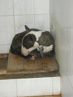 Bull Terrier, maltratado antes de entrar a perrera Jerez ¡SACRIFICAN! Necesita una nueva oportunidad. (Cadiz)