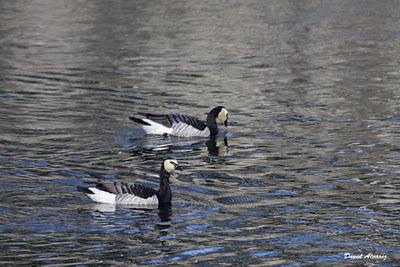 Barnaclas cariblancas: ¿son de verdad o de mentira?