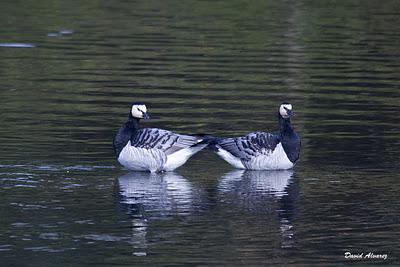 Barnaclas cariblancas: ¿son de verdad o de mentira?