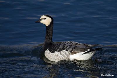 Barnaclas cariblancas: ¿son de verdad o de mentira?