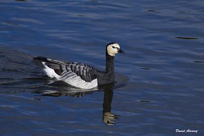 Barnaclas cariblancas: ¿son de verdad o de mentira?