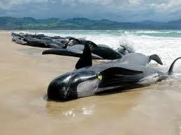 Más de 60 ballenas piloto mueren en Nueva Zelanda