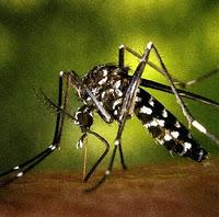 Mosquito Tigre - Propagador de enfermedades