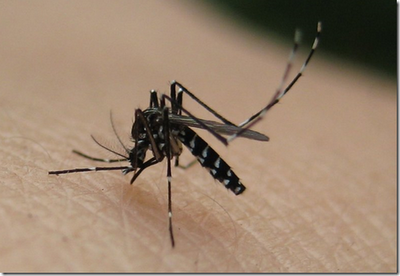 Mosquito Tigre - Propagador de enfermedades