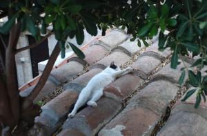 UN RONRONEO DE GATO, CADA DÍA