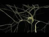 Cajal Blue Brain Project