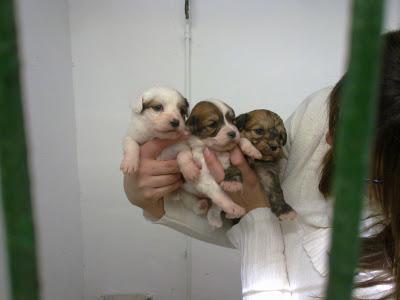 Perrina mini con sus bebés, en perrera de Albacete, sacrificio 30 noviembre !!
