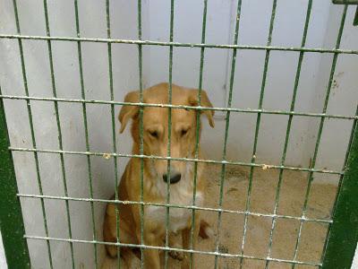 ALBACETE (PERRERA DE HELLÍN)- BAYRON, un perro buenisimo. Tiene fecha de sacrificio y nadie pregunta por el. SACRIFICIO 30 NOVIEMBRE 2011.
