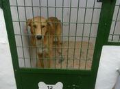 ALBACETE (PERRERA HELLÍN)- BAYRON, perro buenisimo. Tiene fecha sacrificio nadie pregunta SACRIFICIO NOVIEMBRE 2011.