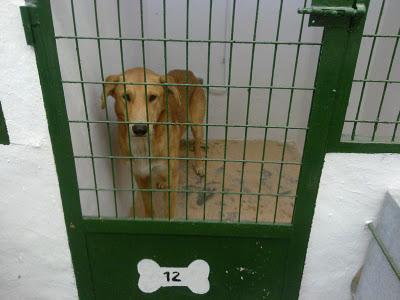 ALBACETE (PERRERA DE HELLÍN)- BAYRON, un perro buenisimo. Tiene fecha de sacrificio y nadie pregunta por el. SACRIFICIO 30 NOVIEMBRE 2011.