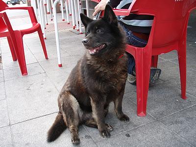 Luna, ha vivido 11 años en un garaje, frío, húmedo, oscuro y solitario..ACOGIDA O ADOPCIÓN!!