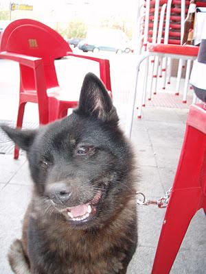 Luna, ha vivido 11 años en un garaje, frío, húmedo, oscuro y solitario..ACOGIDA O ADOPCIÓN!!