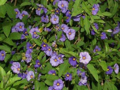 Solanum rantonnetii