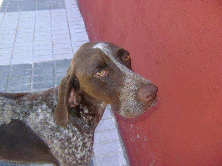 Historias de adoptados. Braco abandonado en Sevilla junto a galgo