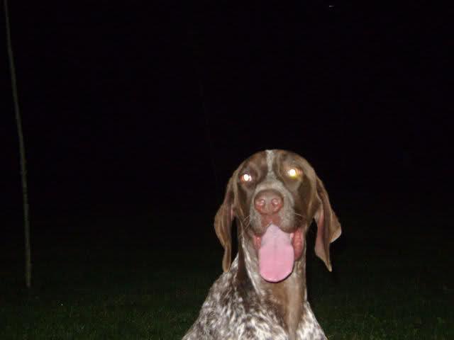 Historias de adoptados. Braco abandonado en Sevilla junto a galgo