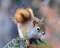 fotos Ardillas roedores