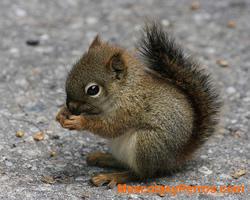 fotos Ardillas roedores