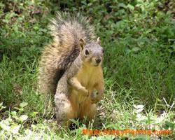 fotos Ardillas roedores