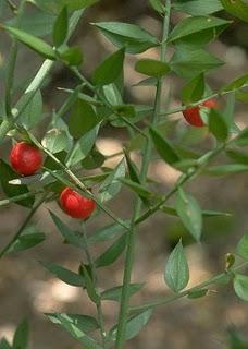 El Rusco en Navidad, Ruscus aculeatus