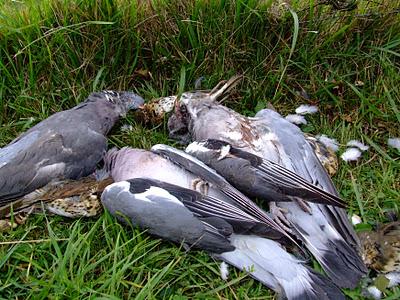 Ehiza garaia Gaztelumendian