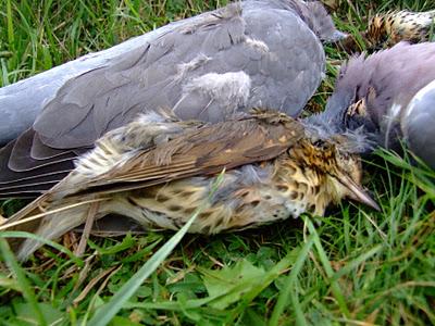 Ehiza garaia Gaztelumendian