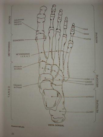 Sistema óseo del pie: vista dorsal
