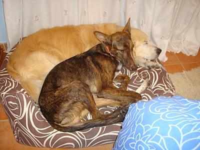 3 ALMAS QUE BUSCAN FAMILIA - VALENCIA