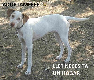 3 ALMAS QUE BUSCAN FAMILIA - VALENCIA