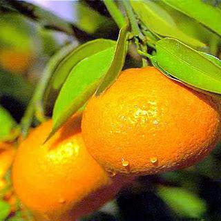 Aceite esencial de Mandarina