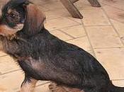 ¿Cuántos perros gatos Europa?