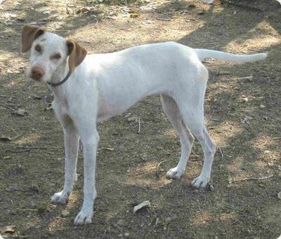 LLET - UNA HISTORIA MUY TRISTE, NO DEJES DE LEERLO.‏