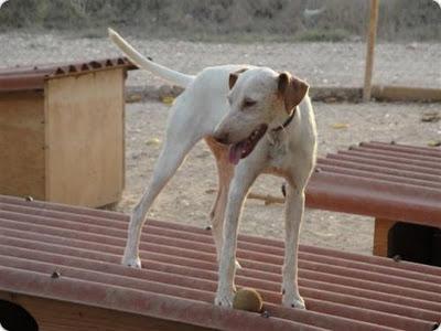 LLET - UNA HISTORIA MUY TRISTE, NO DEJES DE LEERLO.‏