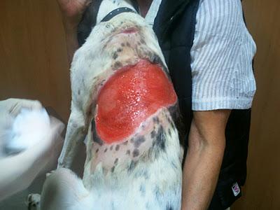 Culpa, despellejada...¿quien más culpable que el que le hizo esto?