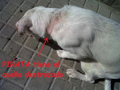 ¡¡AYUDA PARA SALVARLO!! atado con alambres y usado de SPARRING - CÓRDOBA